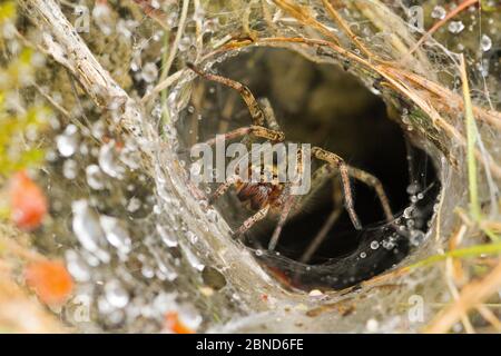 Labyrinth spider (Agelena labyrinhthica) at entrance of funnel web at ground level on cropped limestone grassland, Polden Hills, Somerset, UK, July. Stock Photo