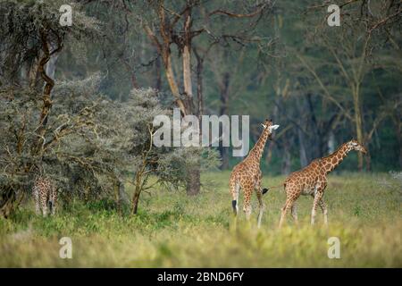 Rothschild’s giraffes (Giraffa camelopardalis rothschildi)  in savanna, Nakuru National Park, Kenya. Stock Photo