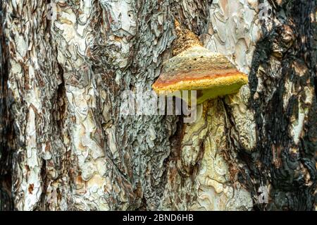 mushroom chaga on a burnt pine tree trunk Stock Photo