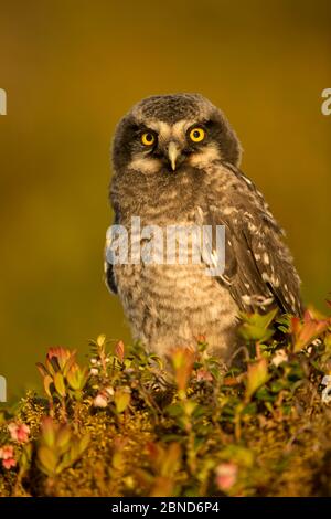 Hawk Owl young (Surnia ulula), Finland, June. Stock Photo