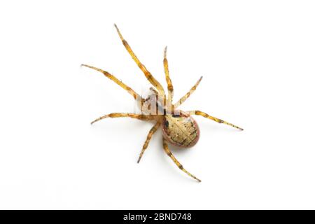 Orb web spider (Zygiella atrica) female on white background,  Derbyshire, England, UK, September. Stock Photo