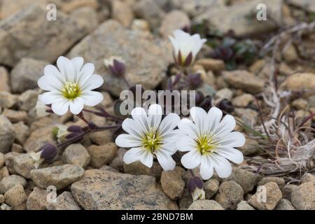 Edmonstons Chickweed (Ceratium nigrescens) Keen of Hamar National ...