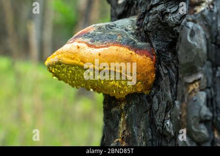 mushroom chaga and drops of resin on a burnt pine tree trunk Stock Photo