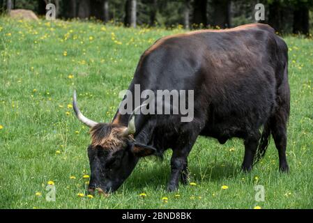 Heck cattle (Bos domesticus) grazing in meadow. Part of a program to breed back the extinct prehistoric aurochs (Bos primigenius2, Bavarian Forest Nat Stock Photo