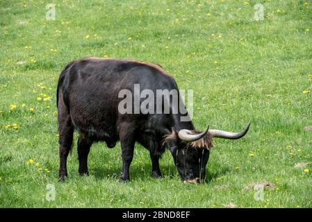 Heck cattle (Bos domesticus) grazing in meadow. Part of a program to breed back the extinct prehistoric aurochs (Bos primigenius2, Bavarian Forest Nat Stock Photo