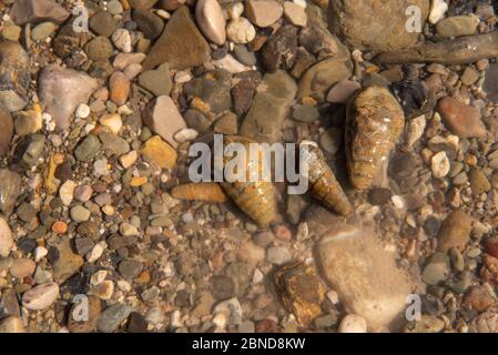 Fossilized shells called Turritelas in a river bed in the desert Stock Photo