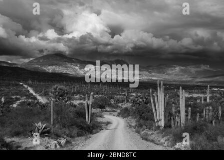 dirt road in the desert on a day with a dense sky with clouds Stock Photo
