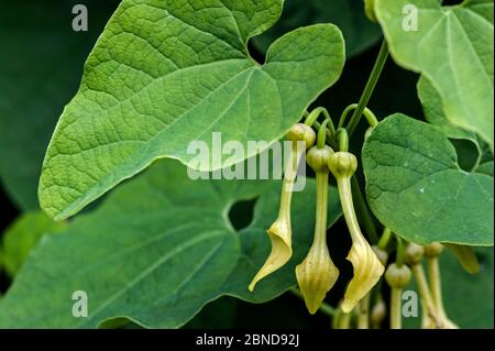 Close up of European birthwort (Aristolochia clematitis)  in flower, native to Europe, June Stock Photo
