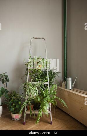 Folding ladder used as shelve for home plants in urban jungle interior Stock Photo