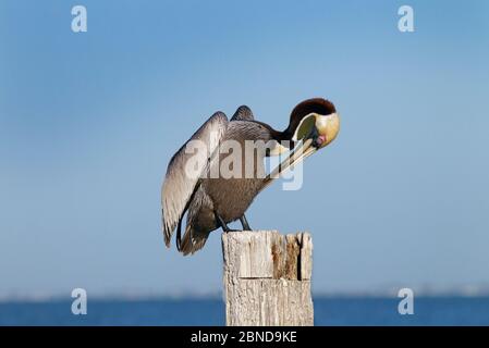 Brown pelican (Pelecanus occidentalis) preening on post, Gulf Coast, Florida, USA, MArch.