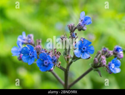 flowering of the tiny blue Pentaglottis sempervirens Stock Photo