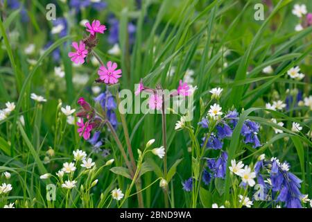 Bluebells (Hyacinthoides non-scripta) Red campion (Silene dioica) Greater stitchwort (Stellaria holostea) growing on field boundary, Norfolk, England, Stock Photo