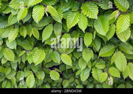 Fresh new leaves on Hornbeam (Carpinus betulus) hedge, Norfolk, England, UK, April. Stock Photo