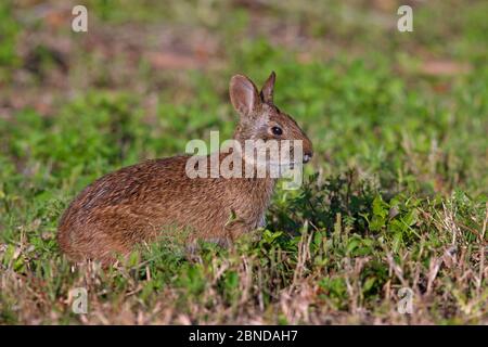 Marsh rabbit (Sylvilagus palustris) grazing on roadside vegetation, Florida, USA, March. Stock Photo