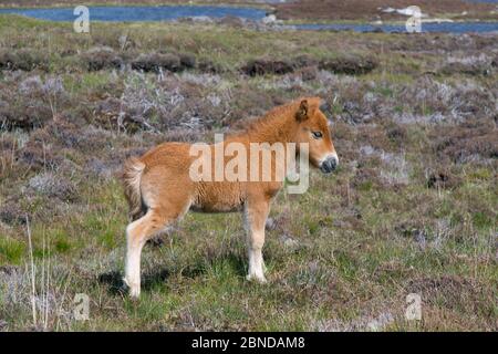 Eriskay Pony foal, Benbecula, Outer Hebrides, Scotland, UK, June. Stock Photo