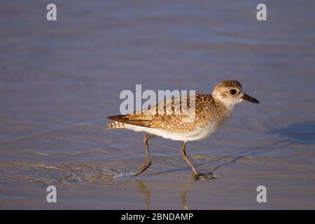 Grey plover (Pluvialis squatarola)  feeding on foreshore. Gulf Coast, Florida, USA, March. Stock Photo