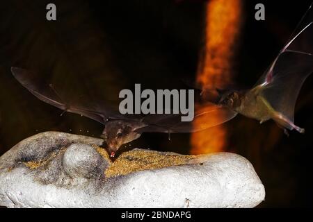 Bats flying and surching for food, Bonaire island, Caribbean Stock Photo