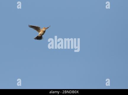 Skylark (Alauda arvensis) in flight, Yorkshire, UK, April. Stock Photo