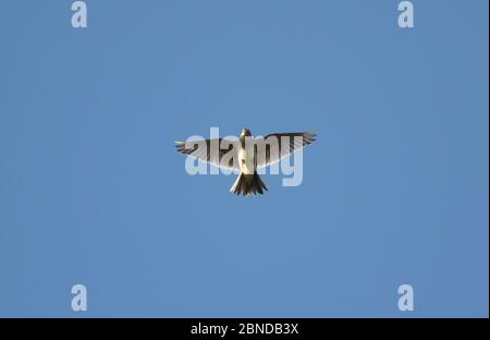 Skylark (Alauda arvensis) in flight singing, Yorkshire, England, UK, April. Stock Photo