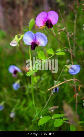 Pink and blue flowers of wild pea Pisum sativum in the meadow Stock Photo