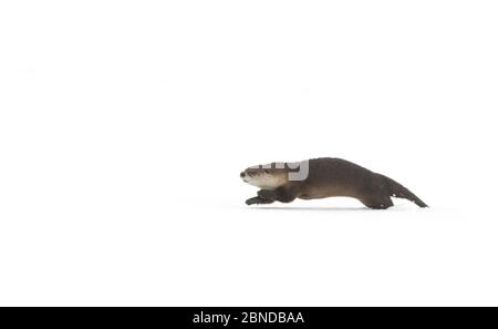North American river otter (Lontra canadensis) playing in snow, Yellowstone National Park, Wyoming, USA, February. North American river otter (Lontra canadensis) playing in snow, Yellowstone National Park, Wyoming, USA, February.