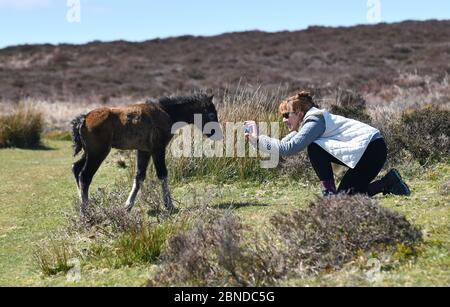 Two day old foal posing for photo for lady hiker walking the The Long Mynd on the Shropshire Hills, Britain wild foal pony horse horses Long Mynd 2020 phone camera photographer woman female Uk The Long Mynd, Church Stretton, Shropshire, Uk. .  Credit: David Bagnall/Alamy Live News Stock Photo