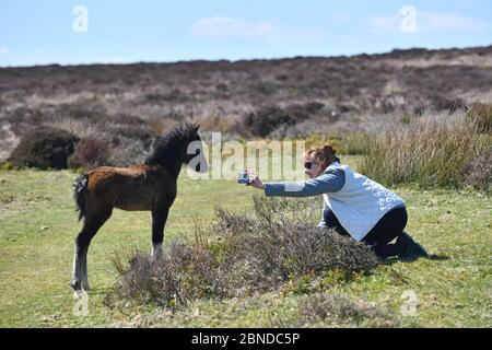 Two day old foal posing for photo for lady hiker walking the The Long Mynd on the Shropshire Hills, Britain wild foal pony horse horses Long Mynd 2020 phone camera photographer woman female Uk The Long Mynd, Church Stretton, Shropshire, Uk. .  Credit: David Bagnall/Alamy Live News Stock Photo