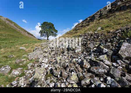 Sycamore (Acer pseudoplatanus) gap, Hadrian's Wall, Northumberland, UK, August Stock Photo