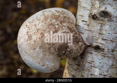 Birch bracket Fungus / Polypore (Piptoporus betulinus) growing on dead silver birch tree (Betula pendula), Surrey, UK. October. Stock Photo