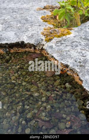 Nostoc sp. blue green algae under microscopic view with Toxic Water ...