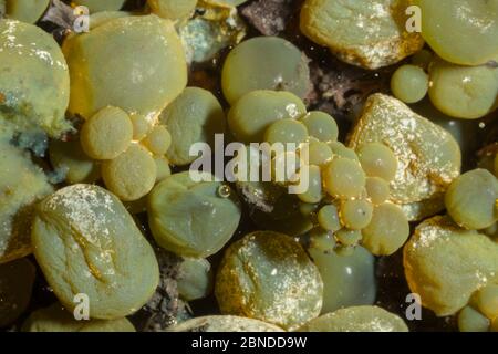 Nostoc sp. blue green algae under microscopic view with Toxic Water ...