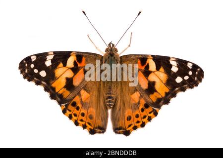 Painted lady butterfly (Vanessa cardui) photographed on a white background in mobile field studio. Peak District National Park, Derbyshire, UK. August Stock Photo
