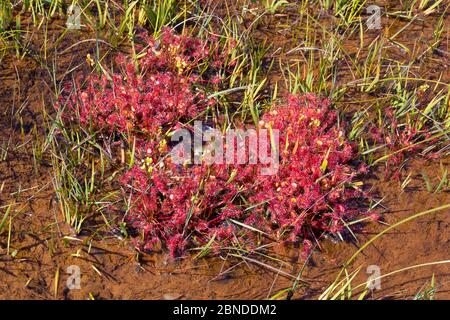 Hybrid Sundew (Drosera x obovata), a naturally occuring hybrid (Drosera anglica crossed with Drosera rotundifolia). Dorset, UK. August. Stock Photo
