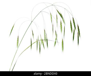 Bromus diandrus, Grass, Great Brome Stock Photo - Alamy