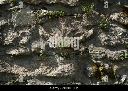 Artfully built walls with natural stone Stock Photo