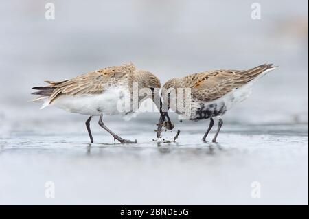 Two adult Dunlin (Calidris alpina) molting into breeding (alternate), competing for a prey item during spring migration. Gray's Harbor County, Washing Stock Photo