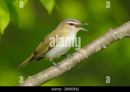Red-eyed vireo (Vireo olivaceus) singing. Tompkins County, New York. May. Stock Photo