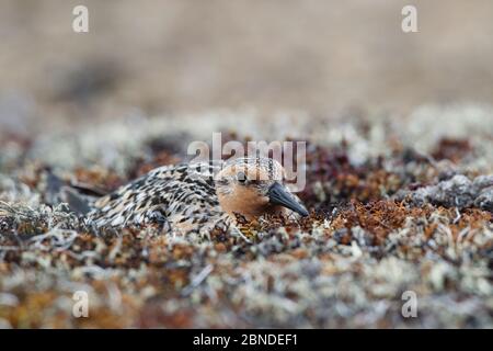 Red knot (Calidris canutus rogersi) incubating nest on a coastal gravel spit. Chukotka, Russia. June. Stock Photo