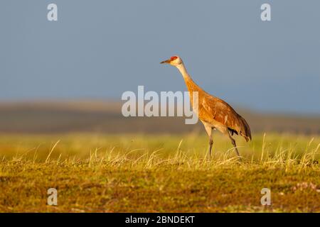 Lesser sandhill crane (Grus canadensis canadensis) on its breeding grounds in Russia. Chukotka, Russia. July. Stock Photo