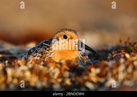 Red knot (Calidris canutus rogersi) incubating nest on a coastal gravel spit. Chukotka, Russia. June. Stock Photo