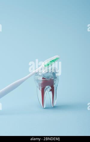 White toothbrush with green bristles and artificial transparent plastic tooth on blue background Stock Photo