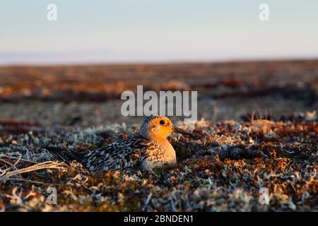 Red knot (Calidris canutus rogersi) incubating nest on a coastal gravel spit.  Chukotka, Russia. June. Stock Photo