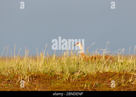 Lesser sandhill crane (Grus canadensis canadensis) incubating eggs on nest. Chukotka, Russia. July. Stock Photo