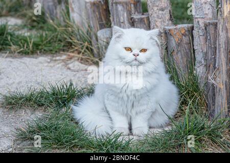 Persian is a cat native to the Persian or Iranian cats were fed in countries in Europe and America for nearly a hundred years. Stock Photo