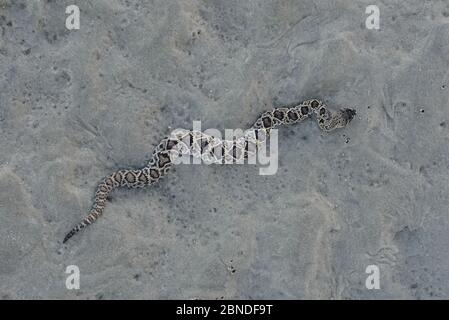 Eastern diamondback rattlesnake (Crotalus adamanteus) juvenile on sand, Glynn County, Georgia. October. Stock Photo