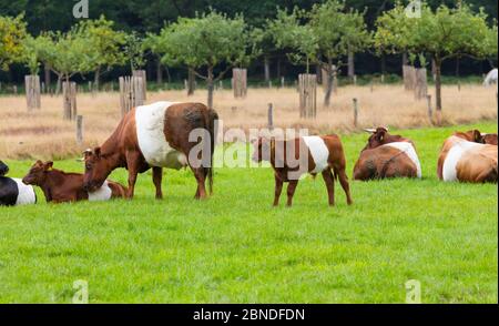 farmstead is named after traditional Dutch cattle de Lakenvelder, meaning the Dutch Belted. A Dutch Belted does not have colored spots and is not monochromatic either as other cattle breeds Stock Photo