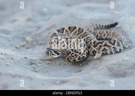 Eastern diamondback rattlesnake (Crotalus adamanteus) juvenile, Glynn County, Georgia. October. Stock Photo