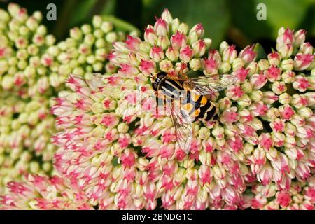 Hoverfly (Helophilus pendulus) feeding on Sedum flowers in garden, Cheshire, England, UK, August. Stock Photo