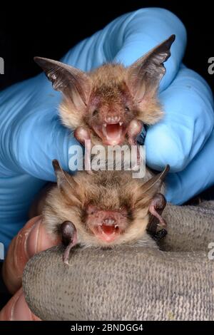 Bechstein's bat (Myotis bechsteinii) held above a Natterer's bat (Myotis nattereri)   for comparison during an autumn swarming survey run by the Wilts Stock Photo