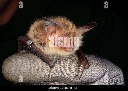 Ringed Bechstein's bat (Myotis bechsteinii), a rare, endangered species of ancient woodlands in the UK, held during an autumn swarming survey run by t Stock Photo